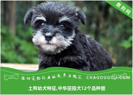 土狗幼犬特征,中华田园犬12个品种图