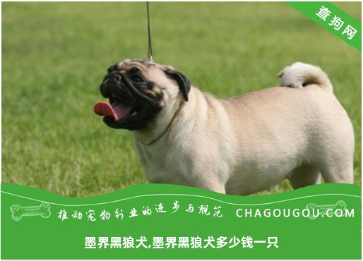 墨界黑狼犬,墨界黑狼犬多少钱一只