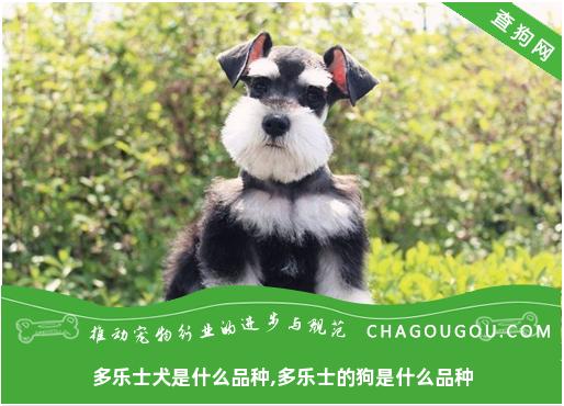 多乐士犬是什么品种,多乐士的狗是什么品种