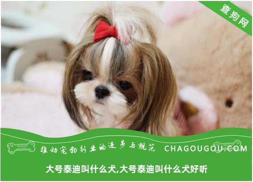 大号泰迪叫什么犬,大号泰迪叫什么犬好听