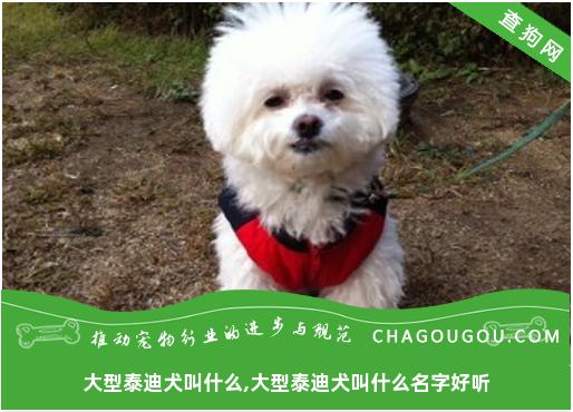 大型泰迪犬叫什么,大型泰迪犬叫什么名字好听