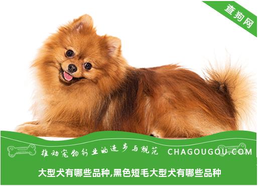 大型犬有哪些品种,黑色短毛大型犬有哪些品种