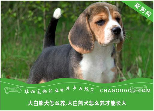 大白熊犬怎么养,大白熊犬怎么养才能长大