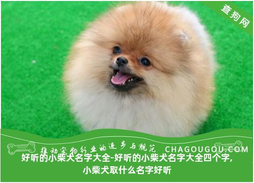 好听的小柴犬名字大全-好听的小柴犬名字大全四个字,小柴犬取什么名字好听