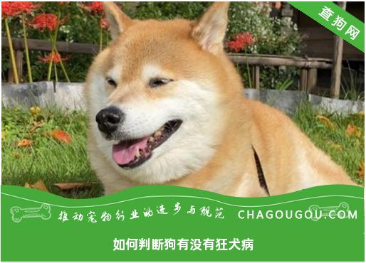 如何判断狗有没有狂犬病