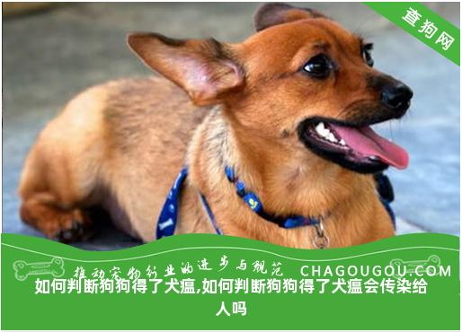 如何判断狗狗得了犬瘟,如何判断狗狗得了犬瘟会传染给人吗