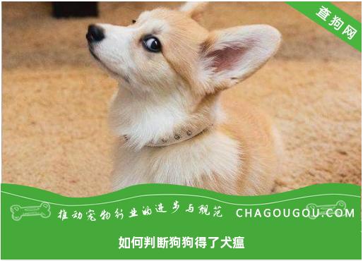 如何判断狗狗得了犬瘟