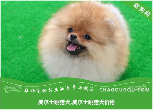 威尔士跳猎犬,威尔士跳猎犬价格