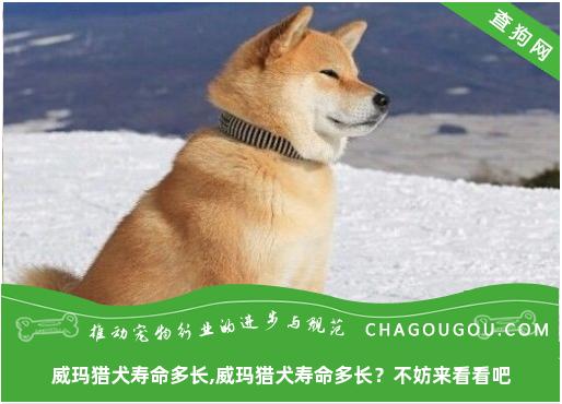 威玛猎犬寿命多长,威玛猎犬寿命多长？不妨来看看吧