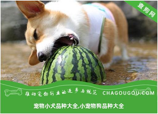 宠物小犬品种大全,小宠物狗品种大全