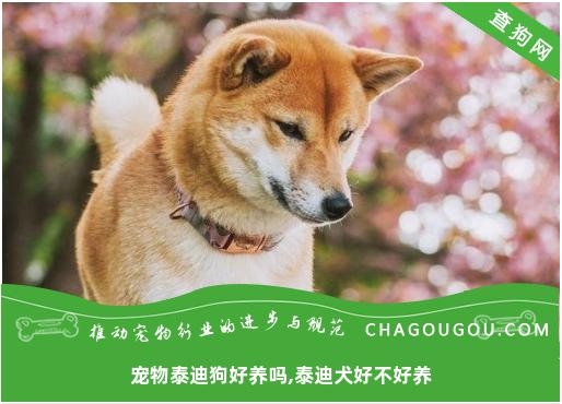 宠物泰迪狗好养吗,泰迪犬好不好养