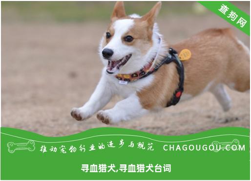 寻血猎犬,寻血猎犬台词