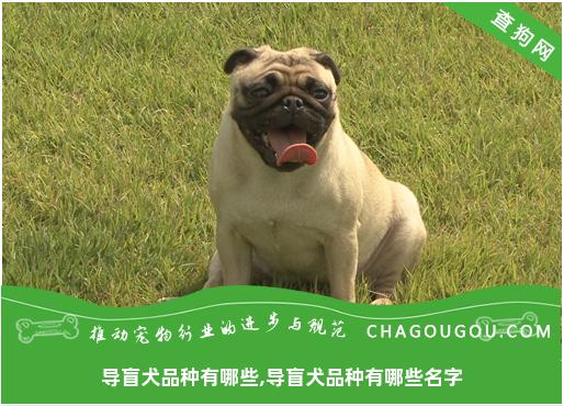 导盲犬品种有哪些,导盲犬品种有哪些名字