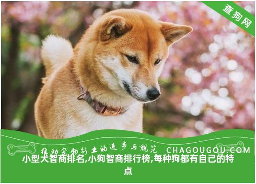 小型犬智商排名,小狗智商排行榜,每种狗都有自己的特点