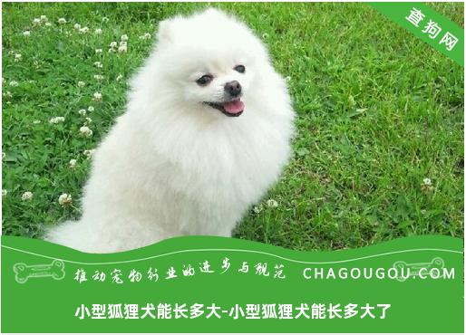 小型狐狸犬能长多大-小型狐狸犬能长多大了