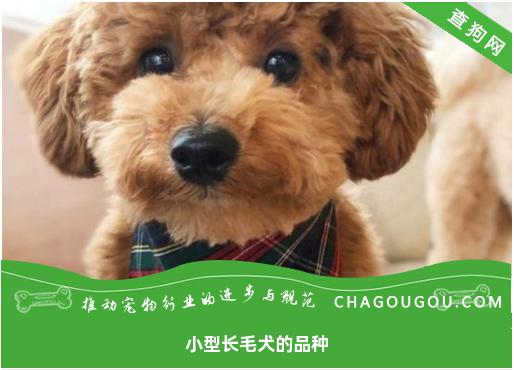 小型长毛犬的品种