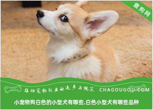 小宠物狗白色的小型犬有哪些,白色小型犬有哪些品种