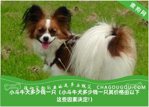 小斗牛犬多少钱一只（小斗牛犬多少钱一只其价格由以下这些因素决定!）