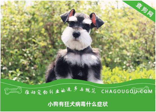 小狗有狂犬病毒什么症状