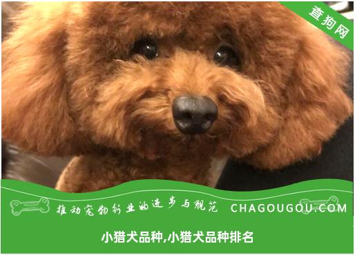 小猎犬品种,小猎犬品种排名