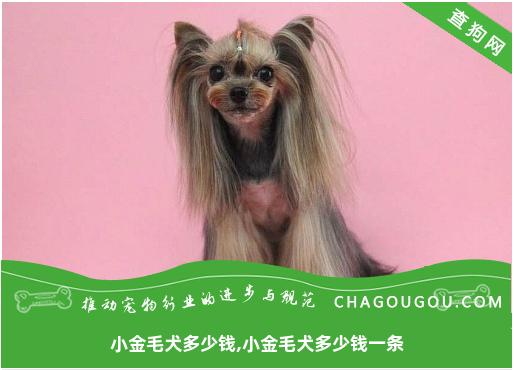 小金毛犬多少钱,小金毛犬多少钱一条