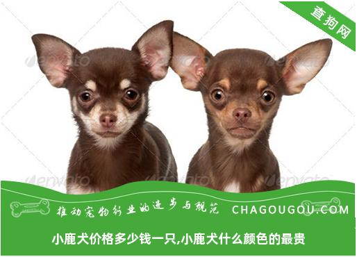 小鹿犬价格多少钱一只,小鹿犬什么颜色的最贵