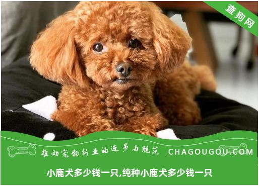 小鹿犬多少钱一只,纯种小鹿犬多少钱一只