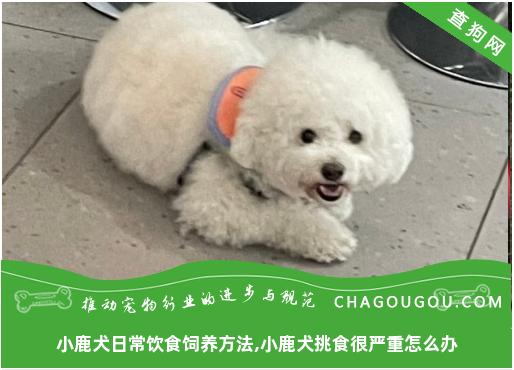 小鹿犬日常饮食饲养方法,小鹿犬挑食很严重怎么办