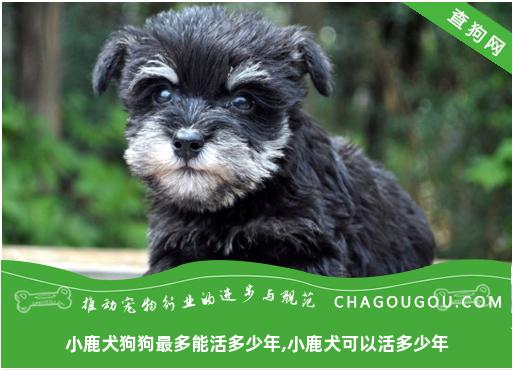 小鹿犬狗狗最多能活多少年,小鹿犬可以活多少年