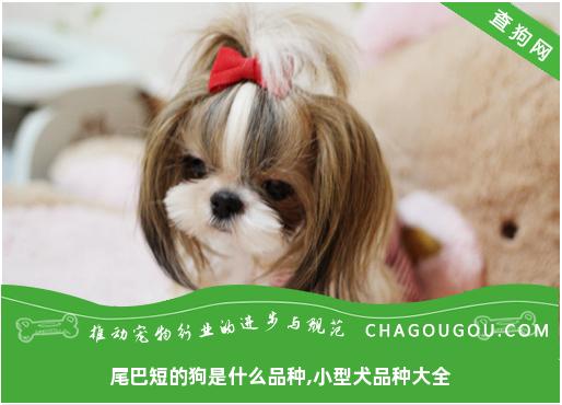 尾巴短的狗是什么品种,小型犬品种大全