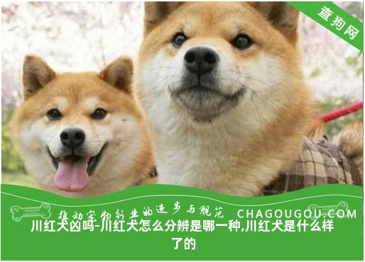 川红犬凶吗-川红犬怎么分辨是哪一种,川红犬是什么样了的