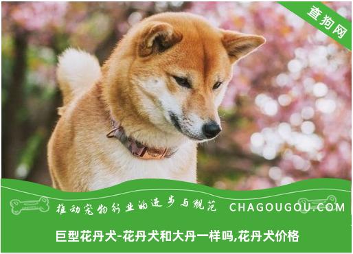 巨型花丹犬-花丹犬和大丹一样吗,花丹犬价格