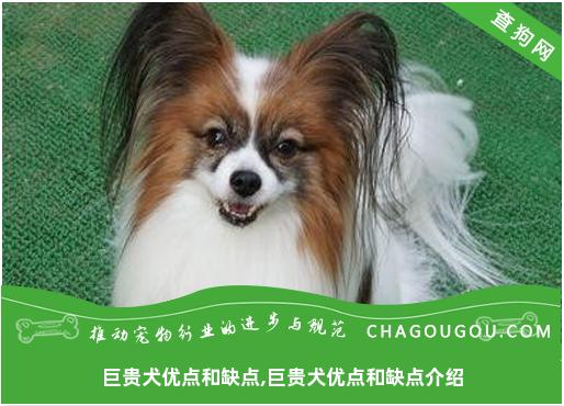 巨贵犬优点和缺点,巨贵犬优点和缺点介绍