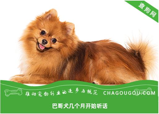 巴哥犬几个月开始听话