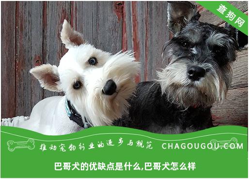 巴哥犬的优缺点是什么,巴哥犬怎么样