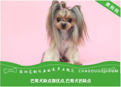 巴哥犬缺点跟优点,巴哥犬的缺点