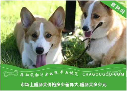 市场上腊肠犬价格多少差异大,腊肠犬多少元