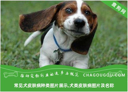 常见犬皮肤病种类图片展示,犬类皮肤病图片及名称