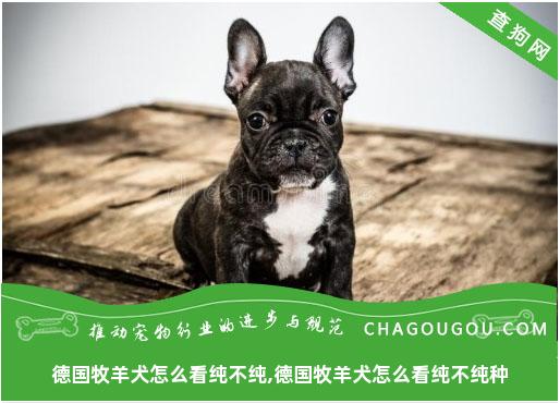 德国牧羊犬怎么看纯不纯,德国牧羊犬怎么看纯不纯种