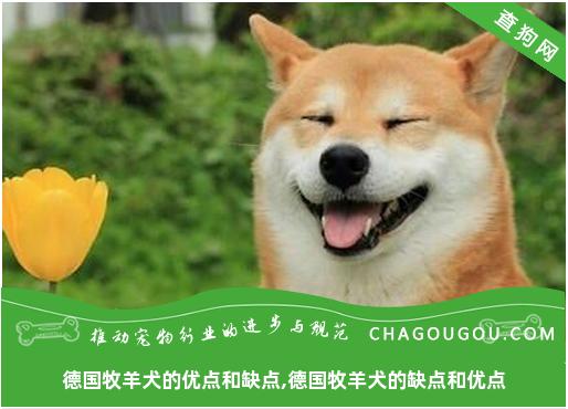 德国牧羊犬的优点和缺点,德国牧羊犬的缺点和优点