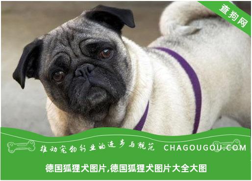 德国狐狸犬图片,德国狐狸犬图片大全大图