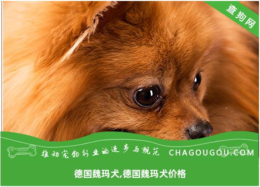 德国魏玛犬,德国魏玛犬价格