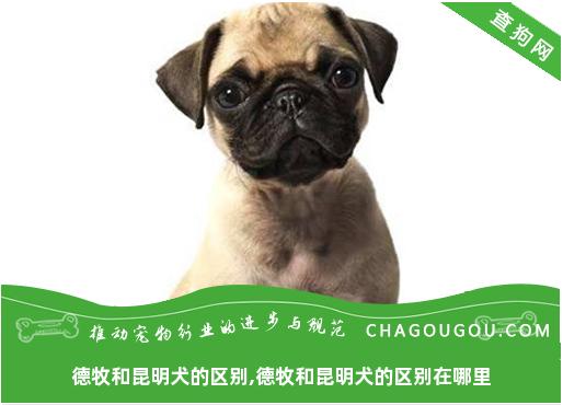 德牧和昆明犬的区别,德牧和昆明犬的区别在哪里