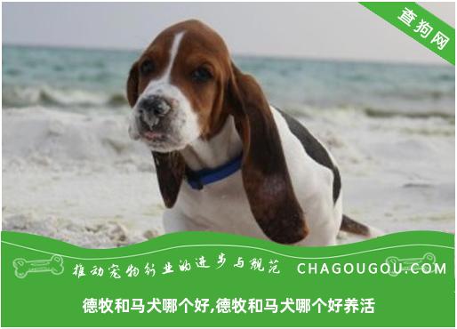 德牧和马犬哪个好,德牧和马犬哪个好养活