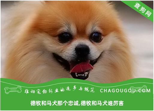 德牧和马犬那个忠诚,德牧和马犬谁厉害