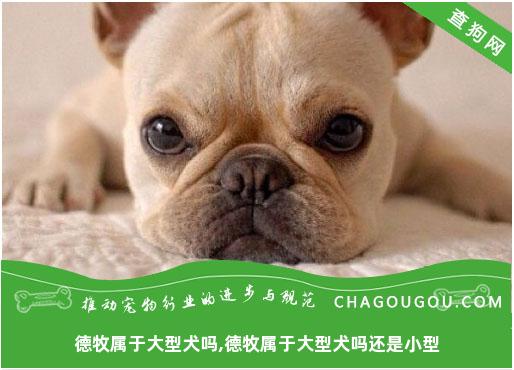 德牧属于大型犬吗,德牧属于大型犬吗还是小型