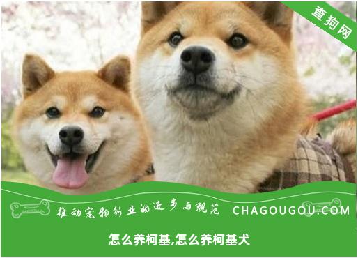 怎么养柯基,怎么养柯基犬