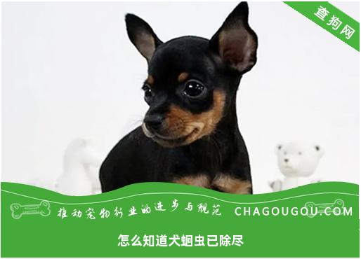 怎么知道犬蛔虫已除尽