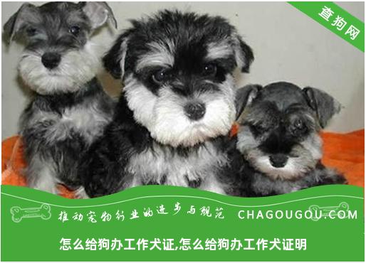 怎么给狗办工作犬证,怎么给狗办工作犬证明