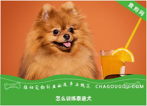 怎么训练泰迪犬